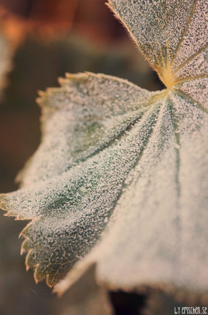 November, frost och höstlov